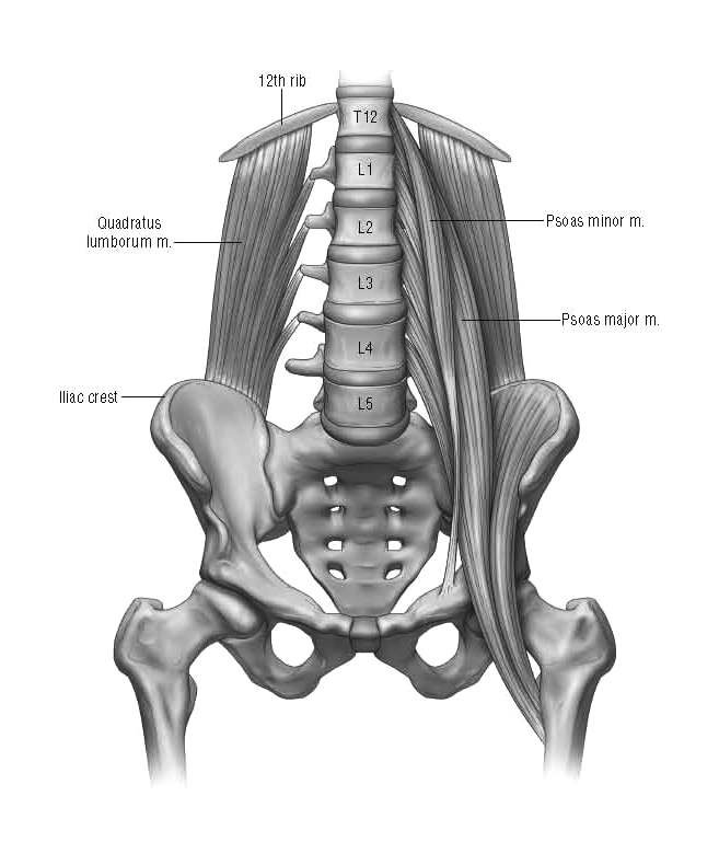 hip flexors and QLs hdgrayscale